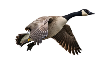 Isolated Flying Canada Goose