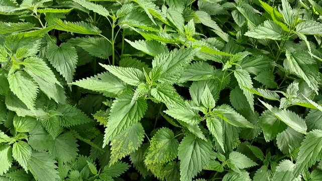 dense stinging nettle plants with textured green leaves