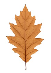Obraz premium Amber Hues of Autumn's Grace