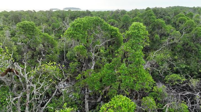 An extensive mangrove forest on a small island near Adonara is home to a vast Sunda flying fox colony, Acerodon mackloti. This tropical region in the Lesser Sunda Islands harbors high biodiversity.