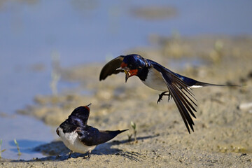 streitende Rauchschwalben // fihting Barn swallows (Hirundo rustica)