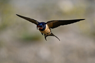 fliegende Rauchschwalbe // flying Barn swallow (Hirundo rustica)