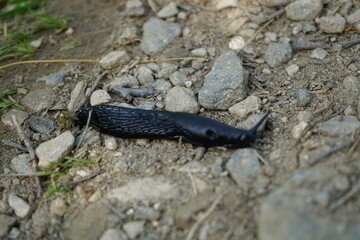 slug walking in the wild natural 