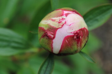 A peony bud in the garden 