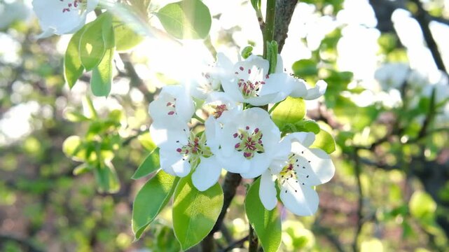Pear blossoms in the soft sunlight at dawn. Beautiful white pear blossoms in the garden.