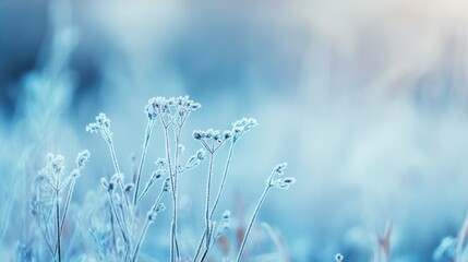 Frosted plants soft light