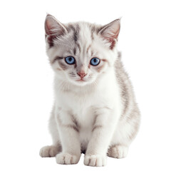 Obraz premium Adorable Kitten with Blue Eyes: A cute and captivating kitten sits, its striking blue eyes gazing directly at the viewer, embodying innocence and curiosity.