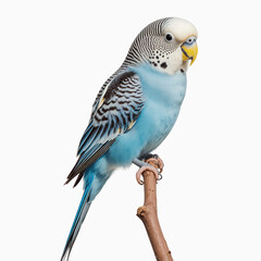 Azure Budgerigar Perched: This striking close-up showcases a vibrant blue budgerigar perched elegantly, its feathers impeccably detailed, and its gaze inquisitive.