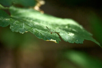 Mosquito on a green leaf