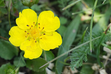 Closeup on a bright yellow flower of Creeping Cinquefoil wildflower, Potentilla reptans