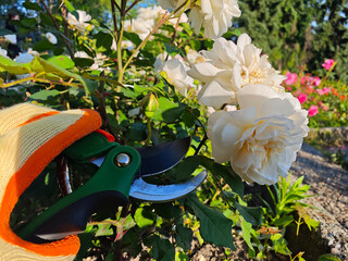 Gardener Pruning White Roses at Sunset in Summer Garden. Ideal for concepts such as floriculture,...