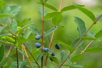Ripe honeysuckle berries on the branches of a bush in the garden.