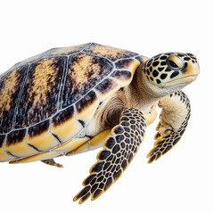 Obraz premium Hawksbill Sea Turtle Close-up