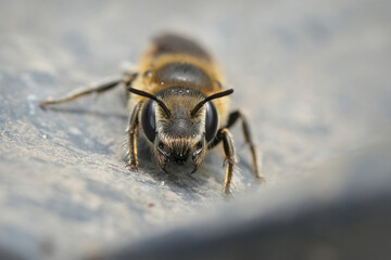 Facial closeup on a Hoplitis solitary bee threatening with it's open jaws