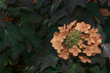 floral photo of hydrangea daisy with dark background good for sympathy card or other back ground