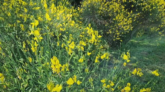 Vibrant garden unfolds shrubs of bright yellow blossoms of Spartium junceum. Delicate pea-like flowers of Spanish Broom