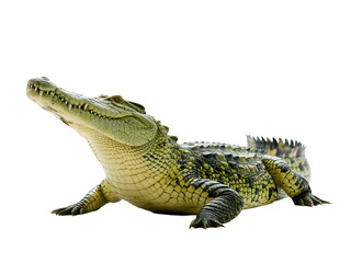 Fototapeta premium crocodile isolated on transperant background ,PNG Image
