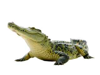 crocodile isolated on transperant background ,PNG Image