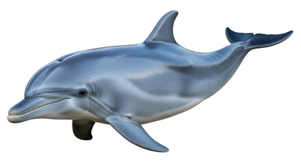 Isolated dolphin