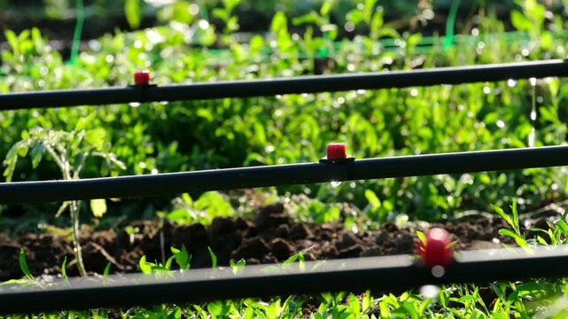 Drip irrigation system in a vegetable garden. An emitter releases water drop by drop from a pipe against the background of young tomato seedlings.