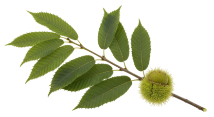 Isolated Chestnut Branch with Leaves and Burr