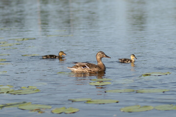 Mother duck swims in lake with ducklings following in natural harmony.