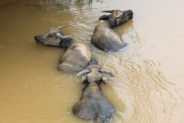 Fototapeta premium Water buffalos are bathing in the Lik River, Kasi District, Vientiane Province, Laos