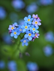 Close-up of delicate blue forget-me-nots blooming in a garden setting, soft focus background