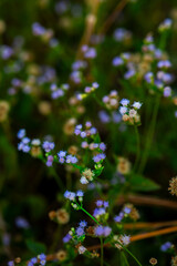 purple flowers in the garden