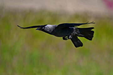 fliegende Dohle // Eastern Eurasian jackdaw (Corvus monedula soemmerringii) - Donaudelta, Rumänien
