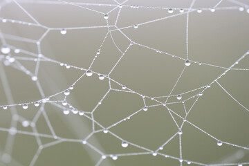 Cobweb with dew drops along the strands. Taken near Salisbury, England.