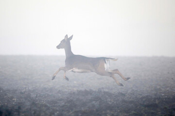 Roe Deer (Capreolus capreolus) running through the fog. Taken near Salisbury, England.