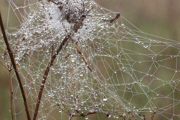 Cobweb with dew drops along the strands. Taken near Salisbury, England.