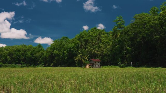 Small Hut and Palm Trees Amidst Lush Green Rice Field in rural village in Bilar, Bohol, Philippines