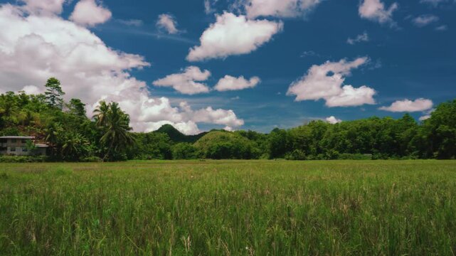 Butterflies in Small Hut and Palm Trees Amidst Lush Green Rice Field in rural village in Bilar, Bohol, Philippines