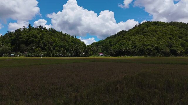 Aerial view of Small Hut and Palm Trees Amidst Lush Green Rice Field and chocolate hills in rural village in Bilar, Bohol, Philippines				A stunning aerial view of expansive rice fields surrounding a 