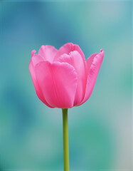Close-up of single fresh pink tulip in full bloom standing alone against soft turquoise background. Bright and beautiful minimalist floral scene with fine petal details symbolizing purity and elegance