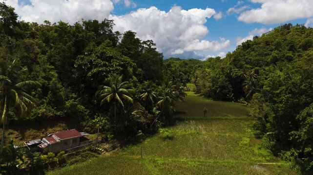 Aerial view of Rolling Chocolate Hills and Farmland Amidst Lush Green jungle hills and Rice Field in Bilar, Bohol, Philippines