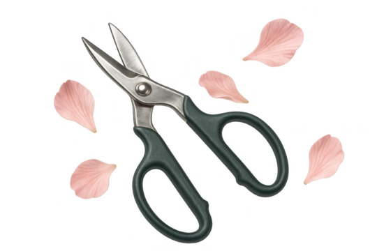 Steel scissors and petals isolated on a transparent background, crafting concept.