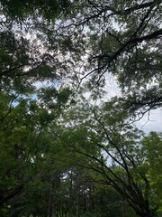 trees in the forest