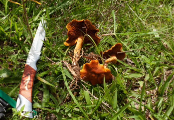 Hongos en el bosque recolección