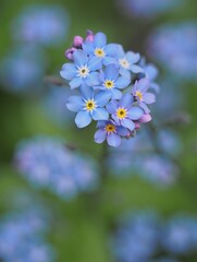 Close-up of delicate light blue forget-me-not flowers blooming in a garden setting, showcasing...