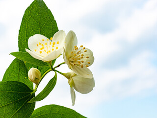 Jasmine flower cluster, exuding charm and tranquility, against a blue sky background