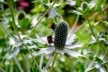 Close up of a bee on a thistle flower