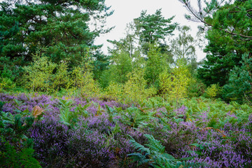 Heather growing wild in woodland