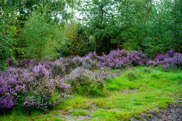 Heather growing wild in woodland
