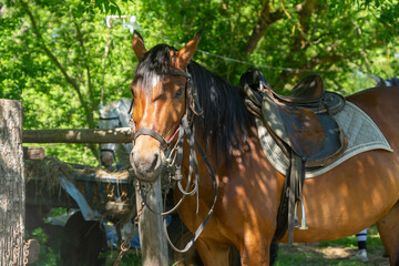 Horses harnessed for a ride on a sunny summer day.