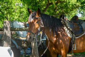 Horses harnessed for a ride on a sunny summer day.