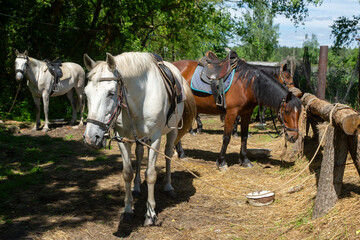 Horses harnessed for a ride on a sunny summer day.
