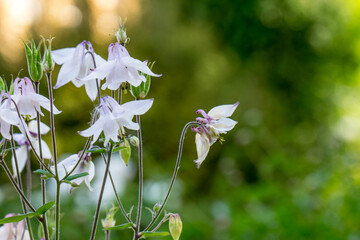 white flowers of Alpine clematis. blurred background with highlights and bokeh. close-up. colorful...